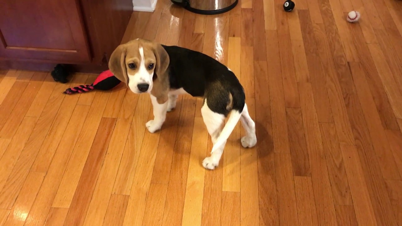 Beagle puppy chases his tail and gets dizzy