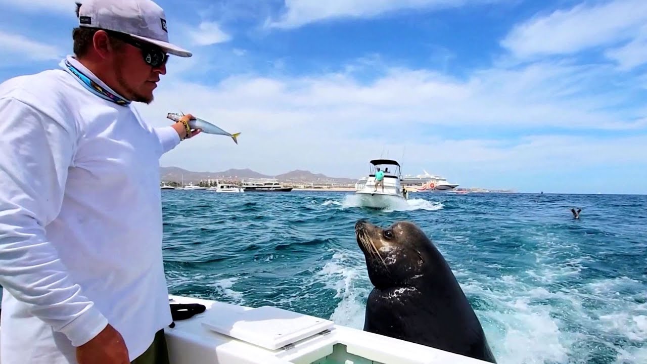 SEA LION JUMPS ONTO BOAT While Fishing For Marlin!
