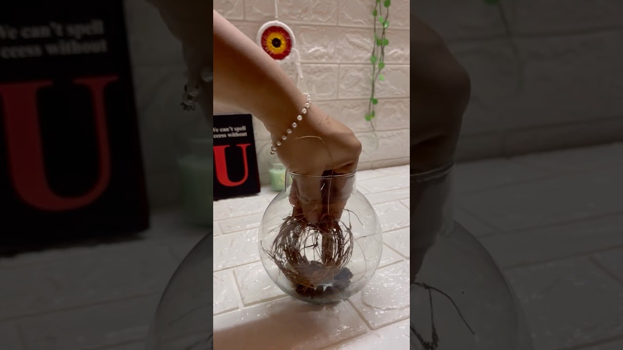 Terrarium at Home 