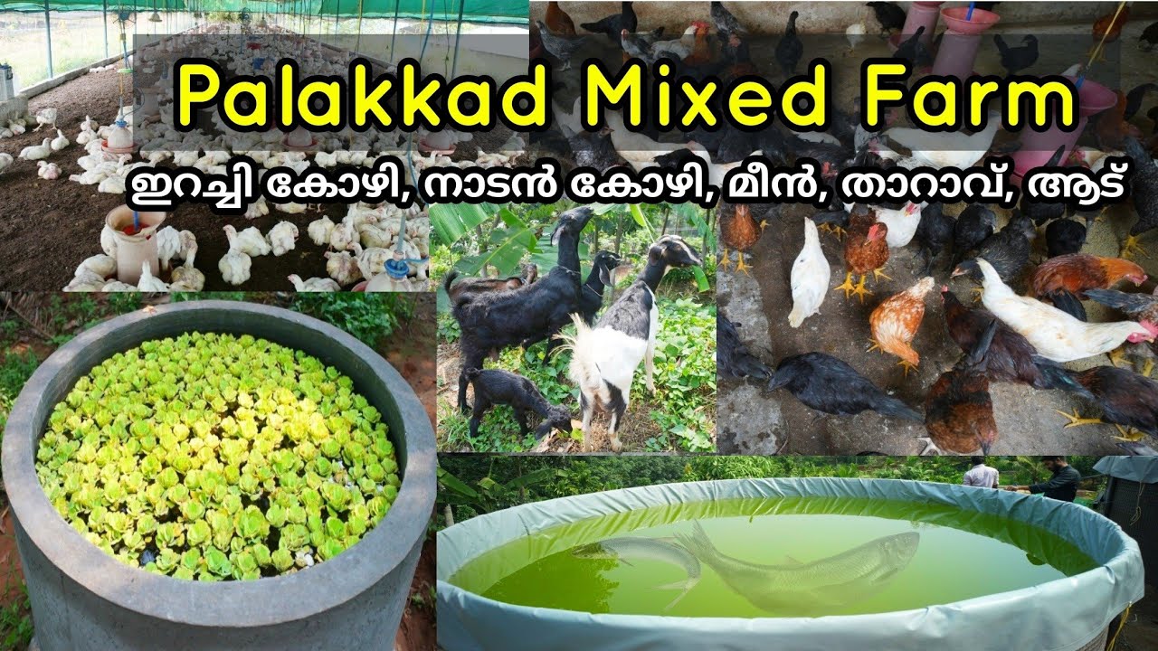 പാലക്കാട് mixed farm ൽ കണ്ട കാഴ്ചകൾ | elayodath mixed farm koppam