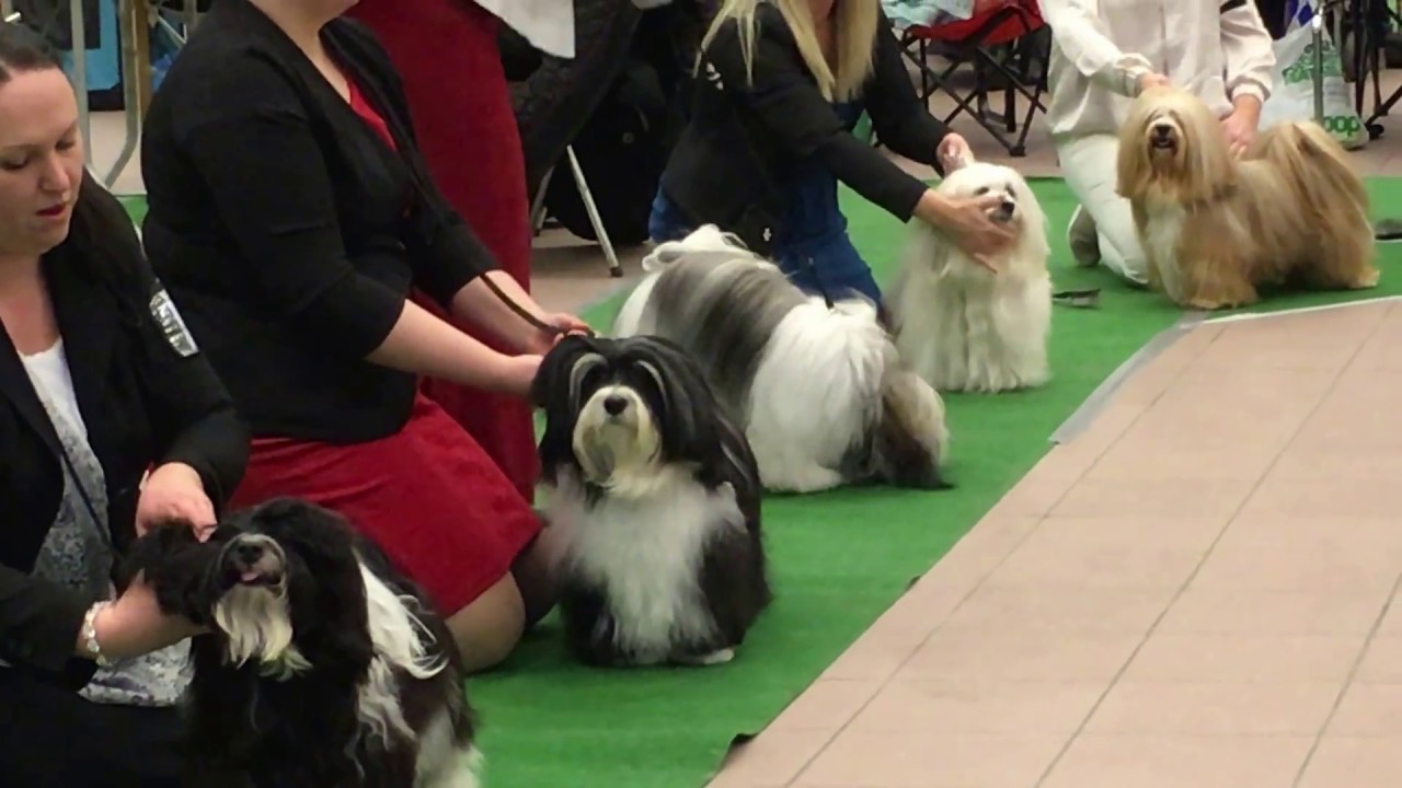 Bichon havanese show havanais championhanar Strängnäs 2017