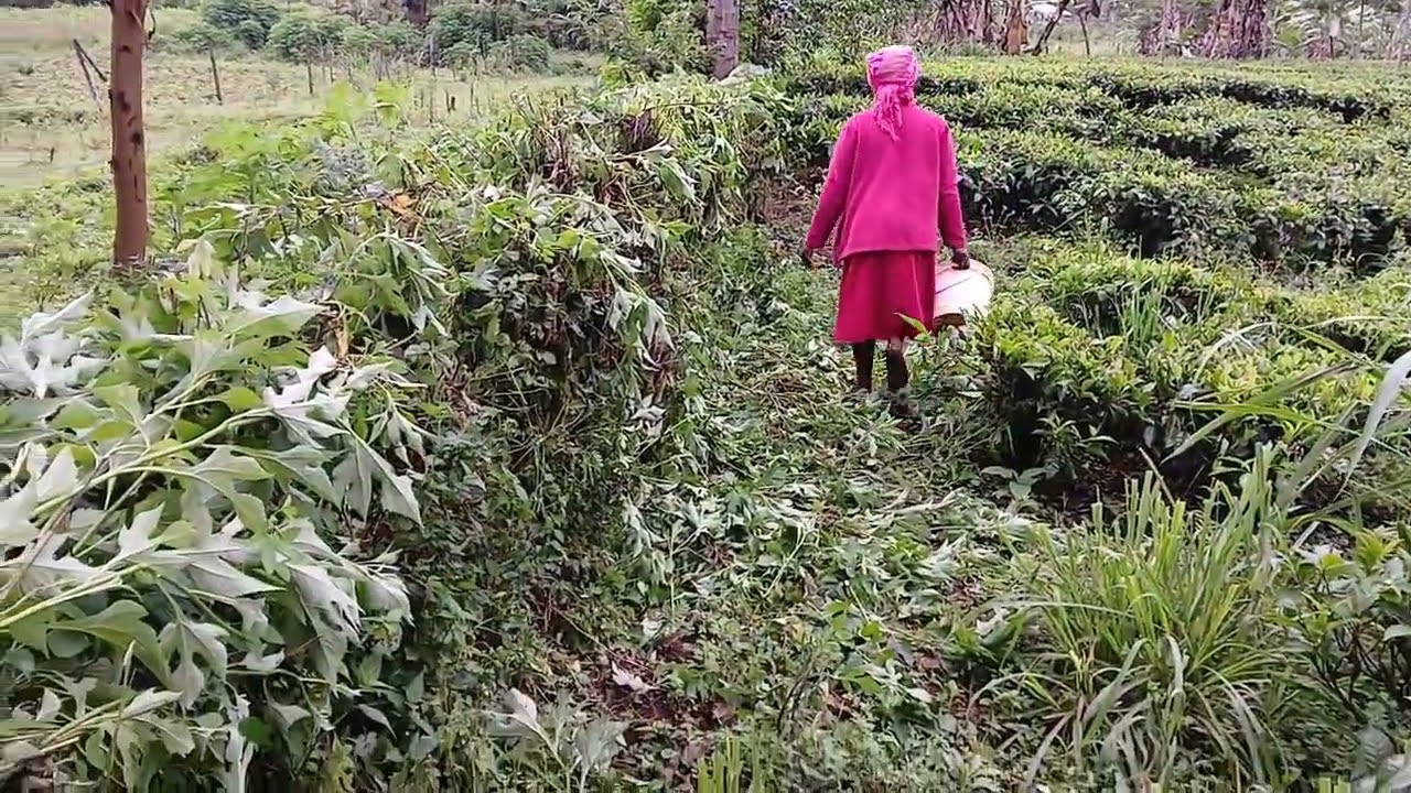 See Our beautiful Tea plantation Nyamira -Africa.@davyjnr3009 @iammarwa