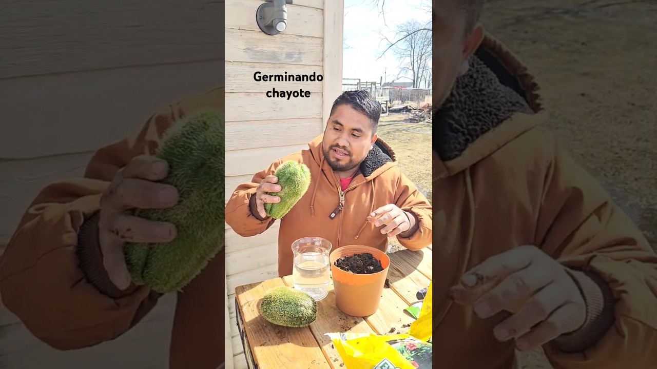 Germinando chayote #huertoencasa #cosechaencasa