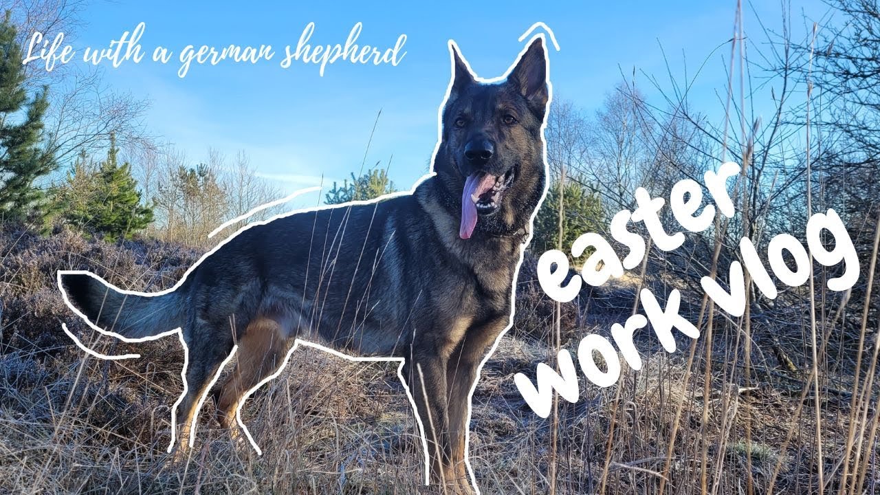 Military dog handler work vlog with german shepherd // Life with a german shepherd