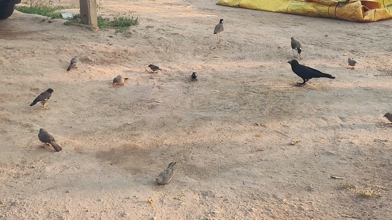 🦅 કાગડા અને બીજા પક્ષીઓ વચ્ચે આ શું થયું...😱#birds #naturesvoice #original #youtubevideo #videos 