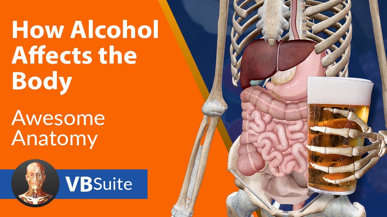 How Alcohol Affects the Body