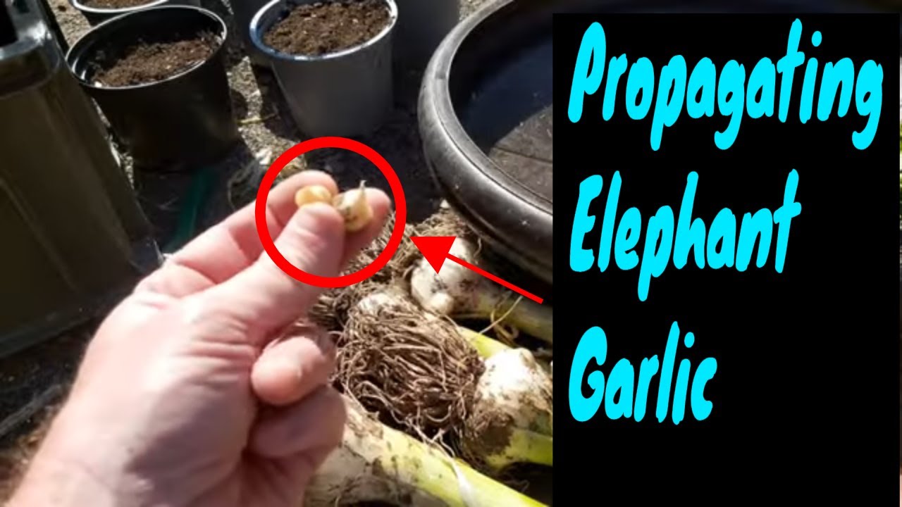 Planting corms from elephant garlic