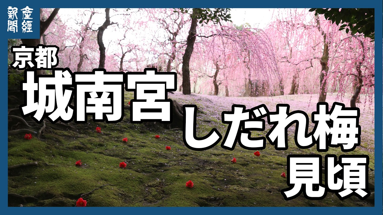 京都・城南宮で約１５０本のしだれ梅が見頃