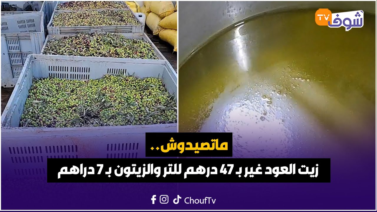 مباشرة من إقليم الحاجب: ماتصيدوش.. زيت العود غير بـ 47 درهم للتر والزيتون بـ 7 دراهم برأس عين جيري