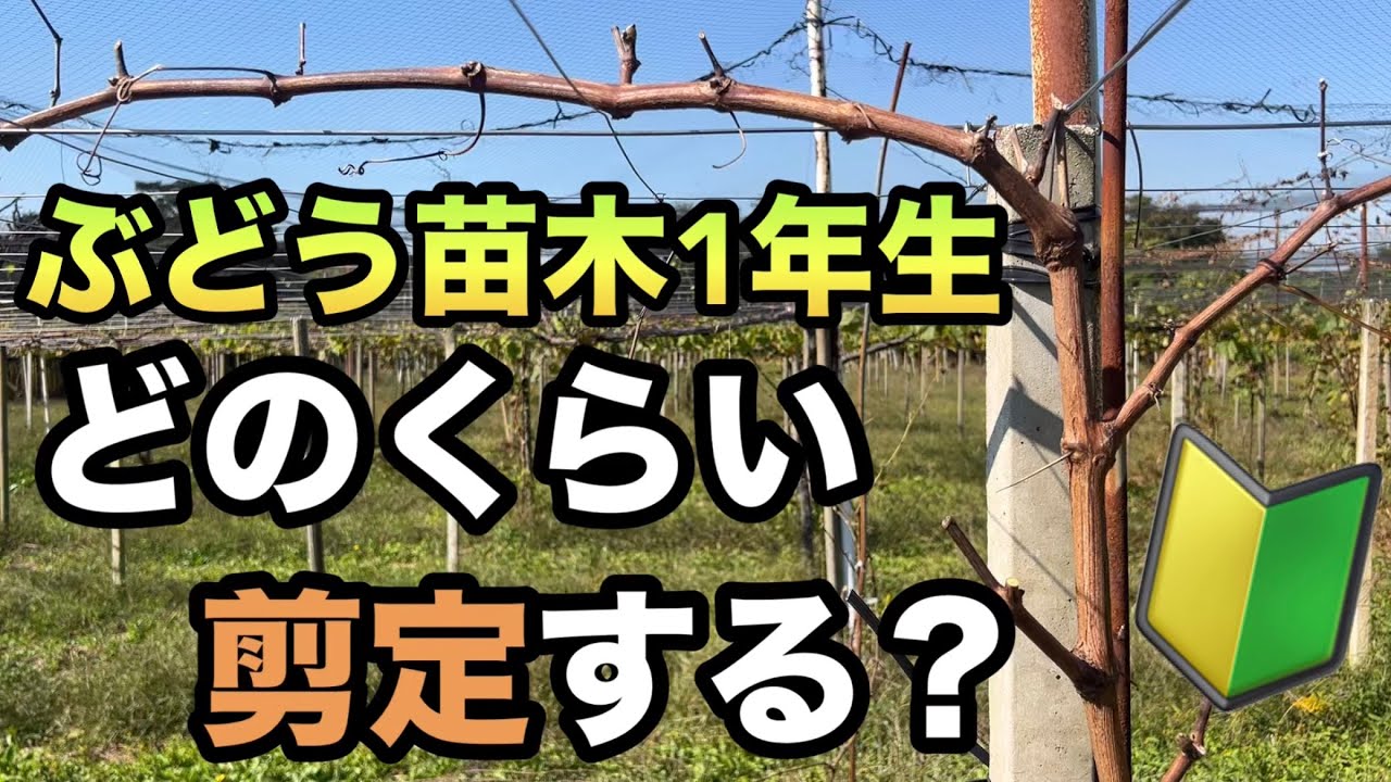 ぶどうの苗木1年生の剪定前の観察ポイント〜ここで間違えるといつまでも育たない⁉︎〜2023-10-27