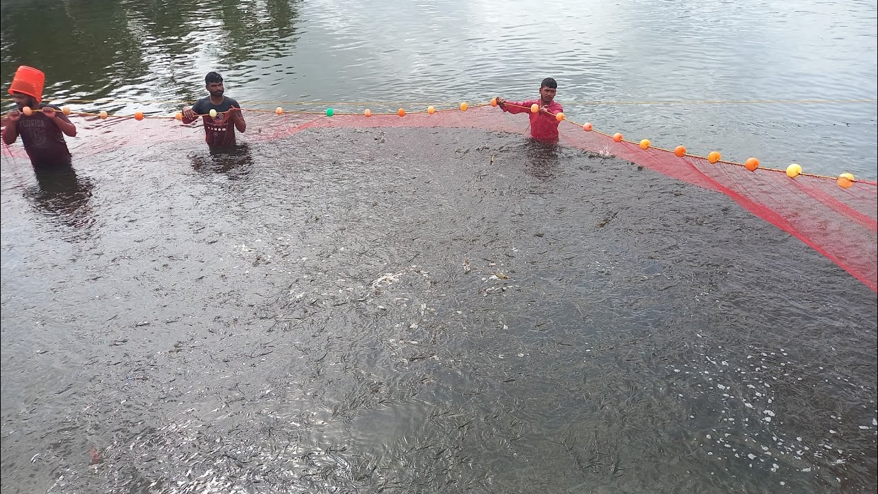 Shrimp Harvesting #jingaharvesting 