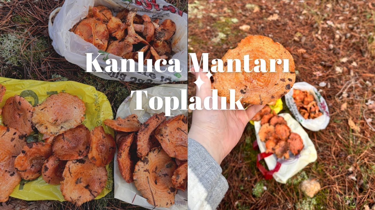 KANLICA MANTARI’NIN OCAĞINI KEŞFETTİK!