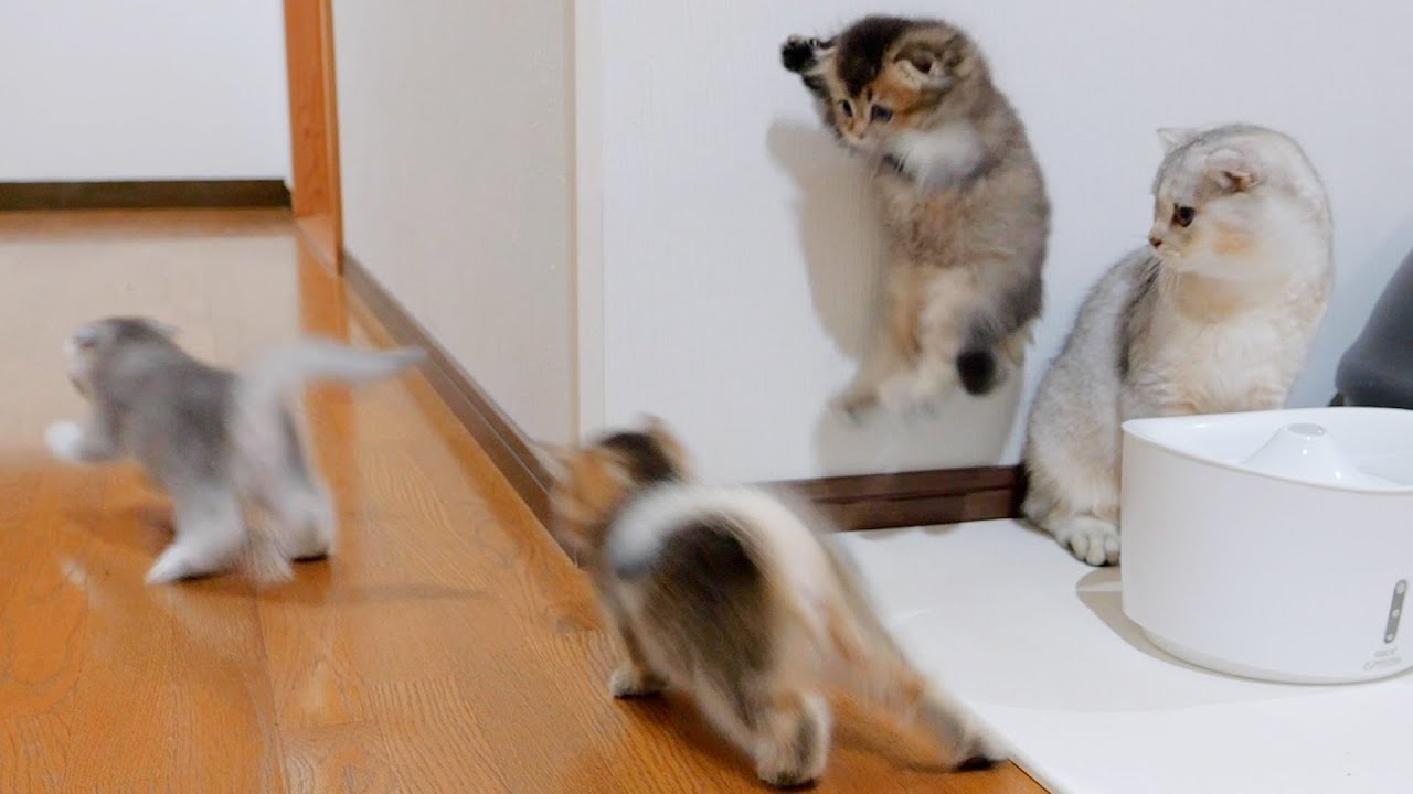 Пухлый котенок так удивился, что прыгает в три раза больше обычного, и это так мило!