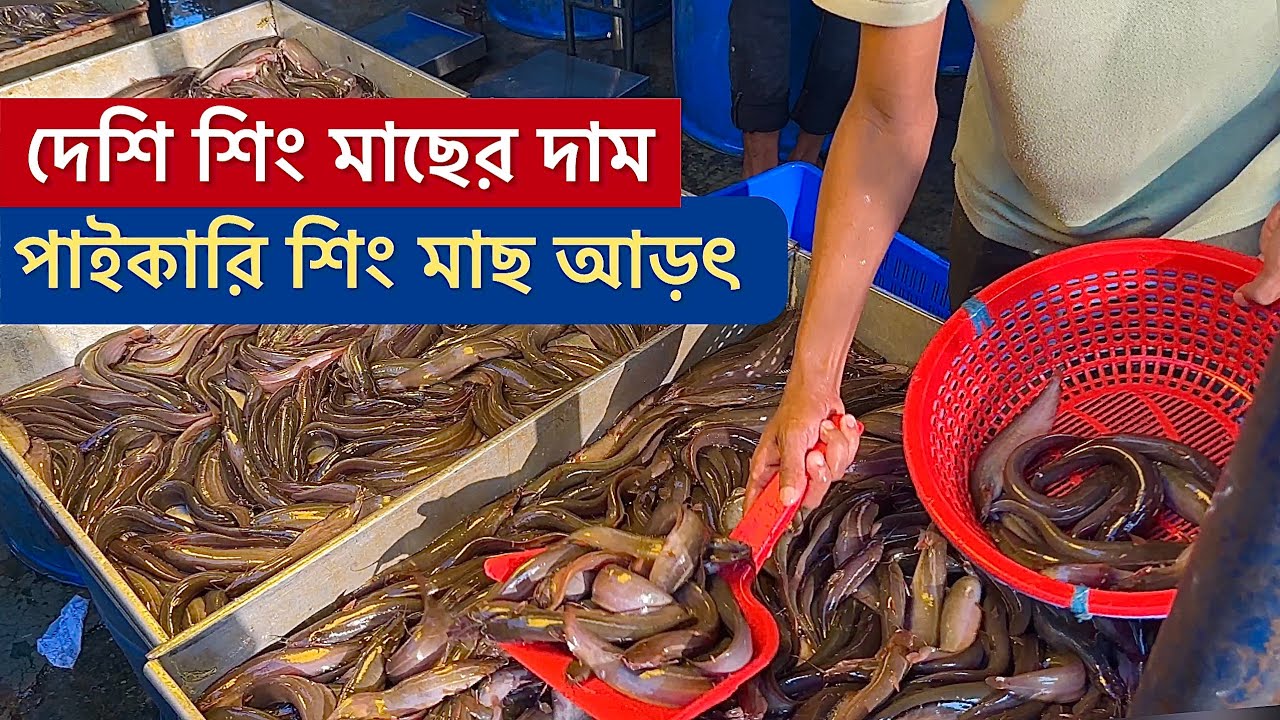 শিং মাছের দাম।পাইকারি মাছের আড়ৎ