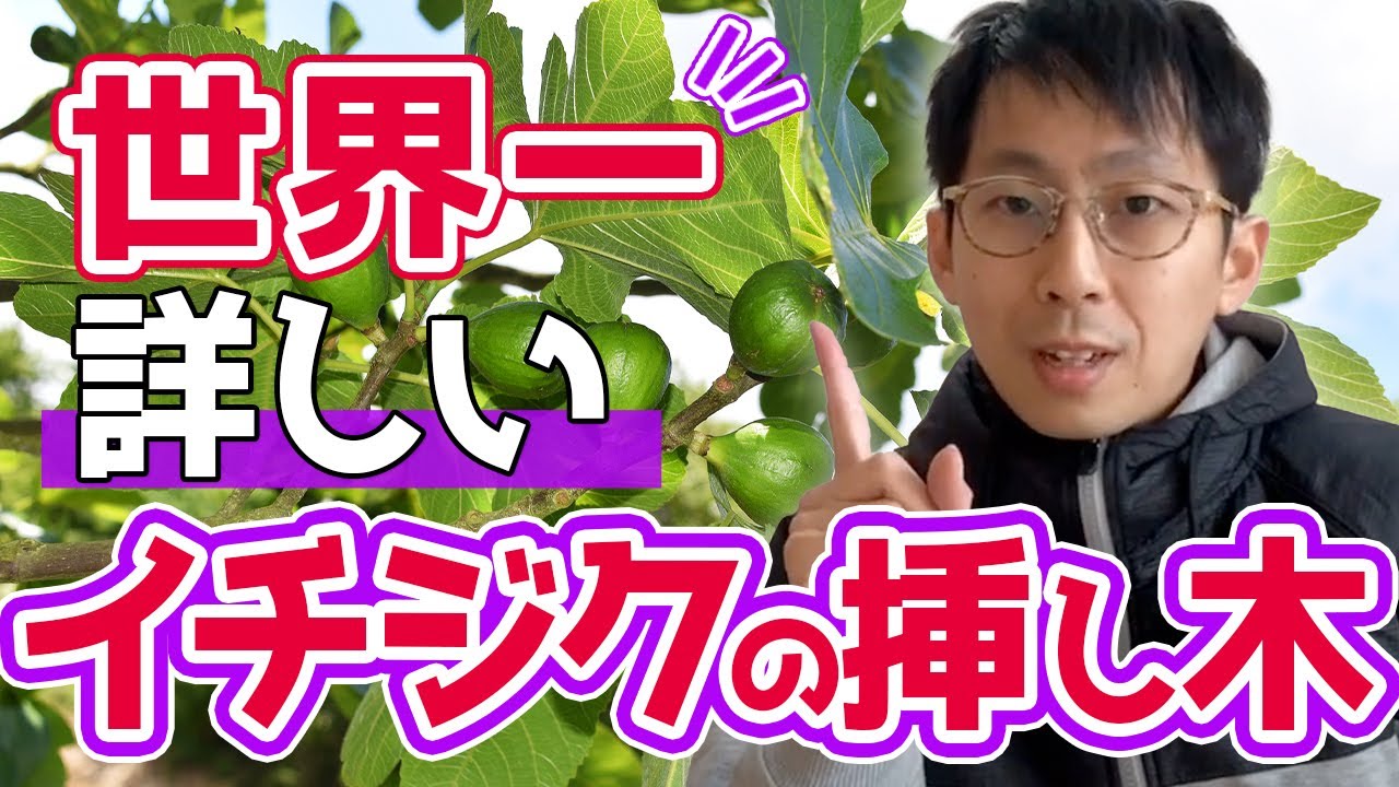 【いちじく】初心者の方へ。イチジクマニアが挿し木を徹底解説（育て方）