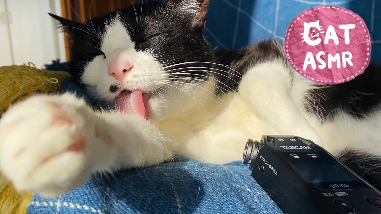 👅ASMR｜飼い主の手を丁寧に舐める猫の音 #152