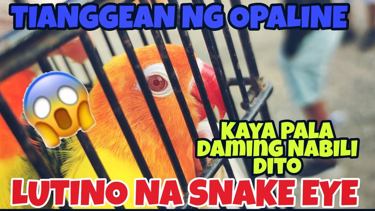 MURANG BILIHAN NG OPALINE SA BOCAUE BULACAN DAMING MURA GRABE 😱😱 #kapetshop #africanlovebird #ibon