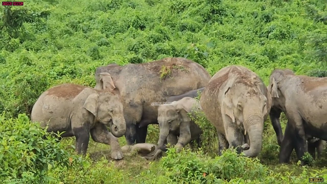 23 February 2026 #assam #animals 