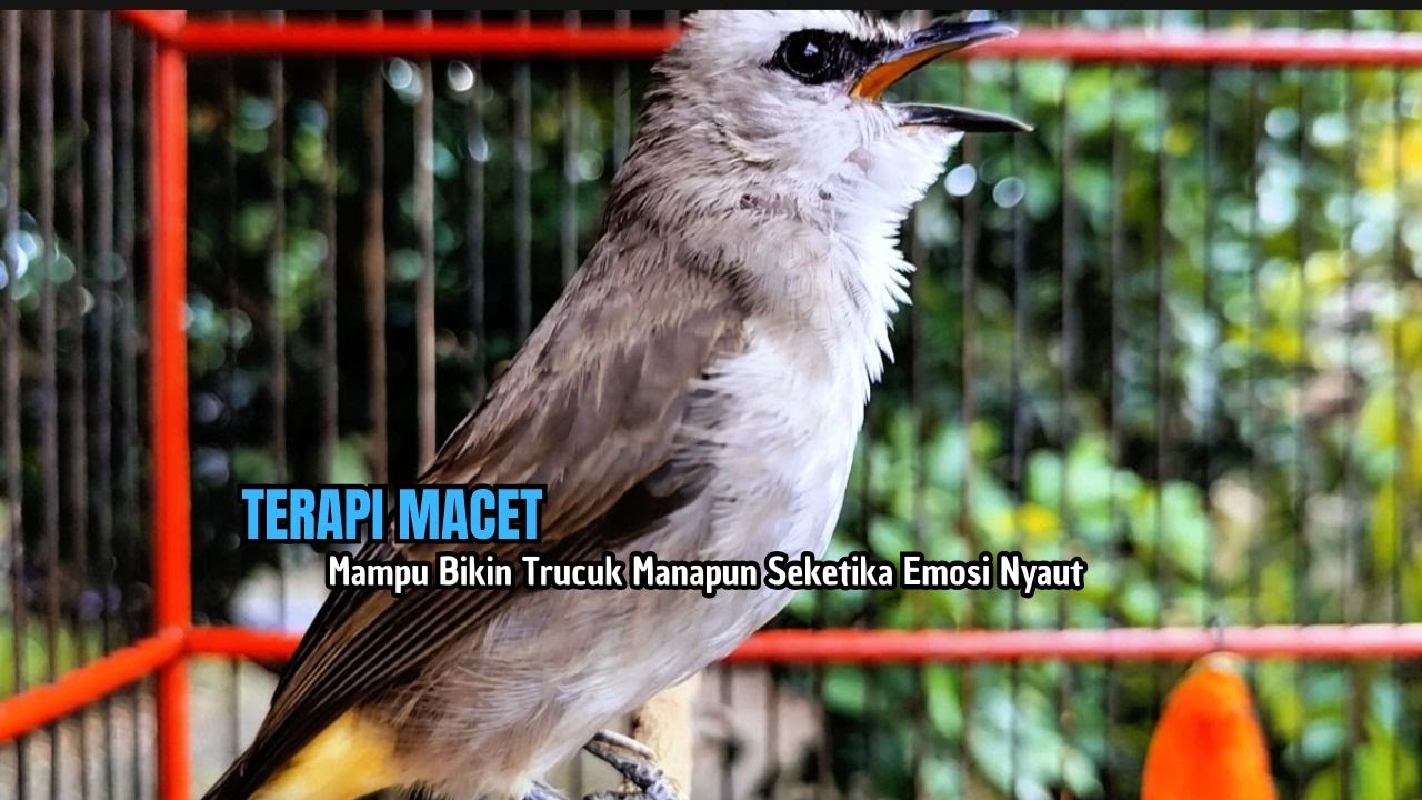TRUCUKAN GACOR TARUNG ROPEL PANJANG Pancingan trucukan Agar Bunyi Jadikan Burung Trucuk Gacor Nyaut