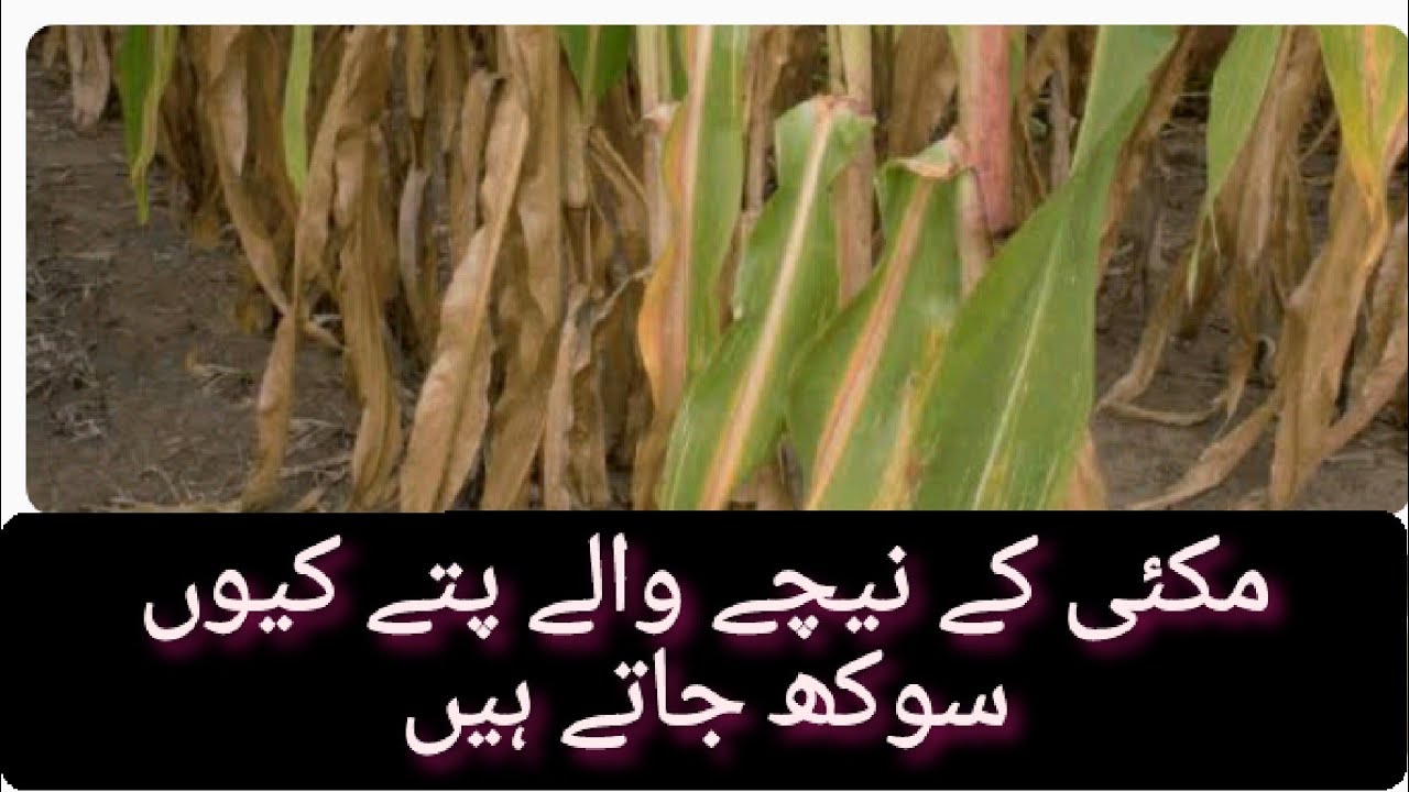 why corn plant lower leaves turn yellow|makai ky nechy walay patay pellay kiun hotay han