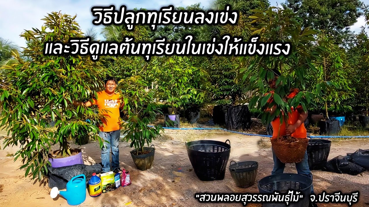 วิธีปลูกทุเรียนลงเข่ง และวิธีดูแลต้นทุเรียนในเข่งให้แข็งแรง 