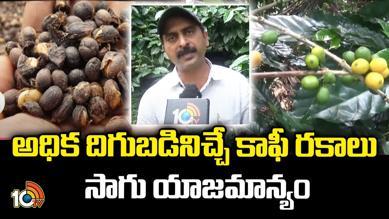 High Yielding Coffee Varieties Cultivation Management | Coffee Plantation | Matti Manishi | 10TV