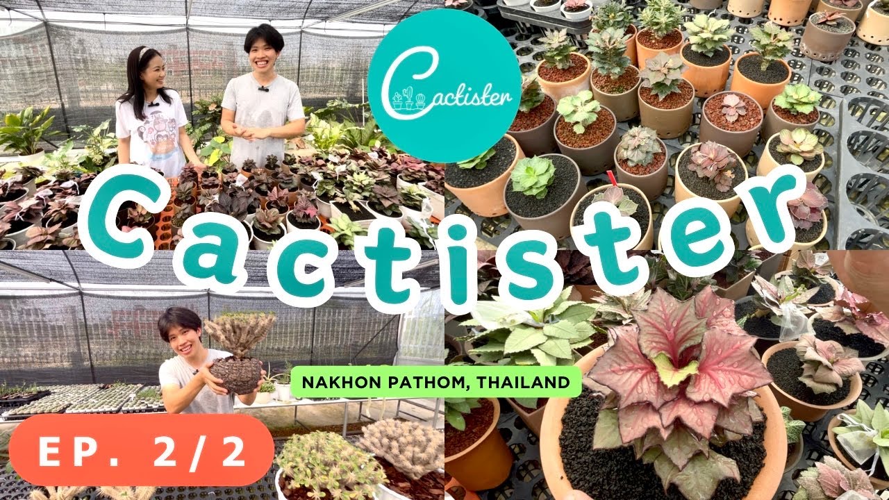 EP. 2/2 Tour Cactus Farm :Cactister🌵ฟรองซัวร์ (Euphorbia Francoisii) สวยมาก nakhonpathom, Thailand