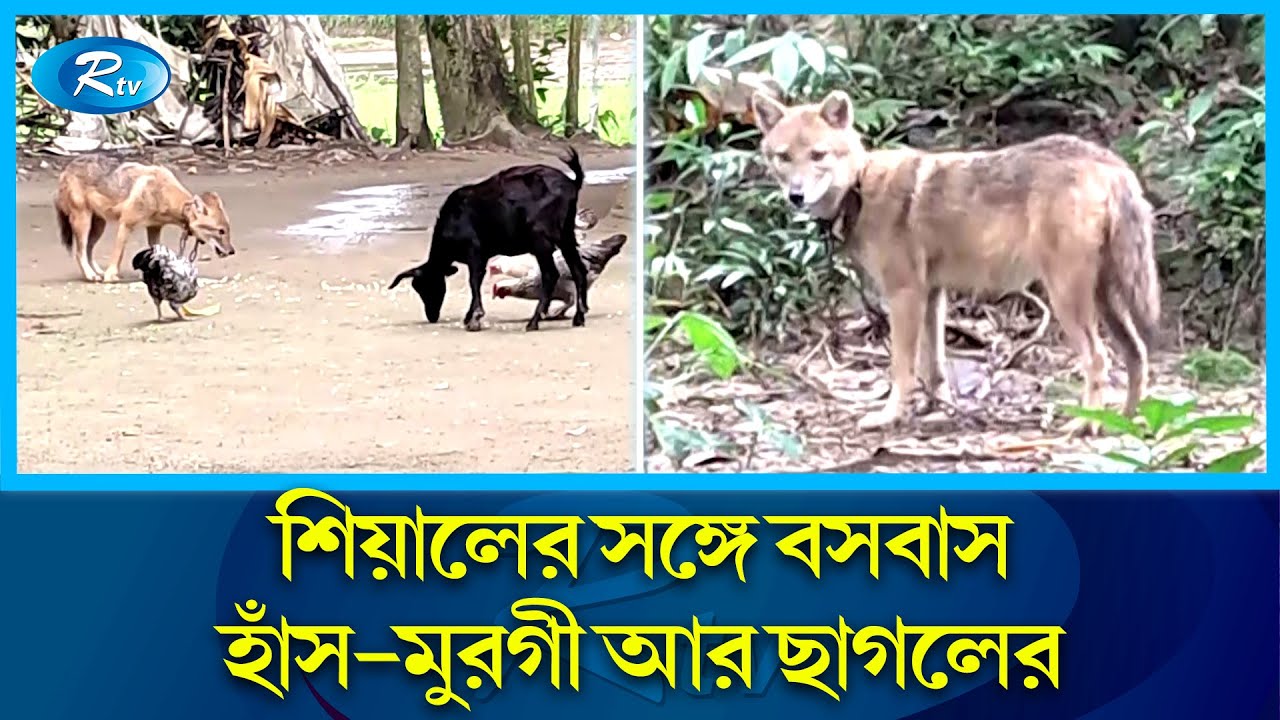 এখানে শিয়াল আর হাঁস-মুরগী বন্ধু | Fox and chicken are friends | Netrokona | Rtv News |