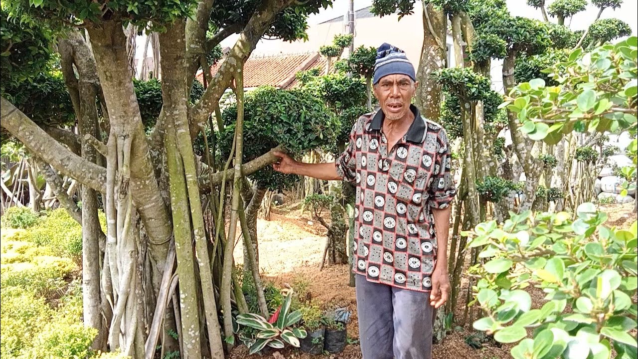 AMAZING ❗❗Warga Di Kampung Ini Hampir Seluruhnya Petani Bunga Hias