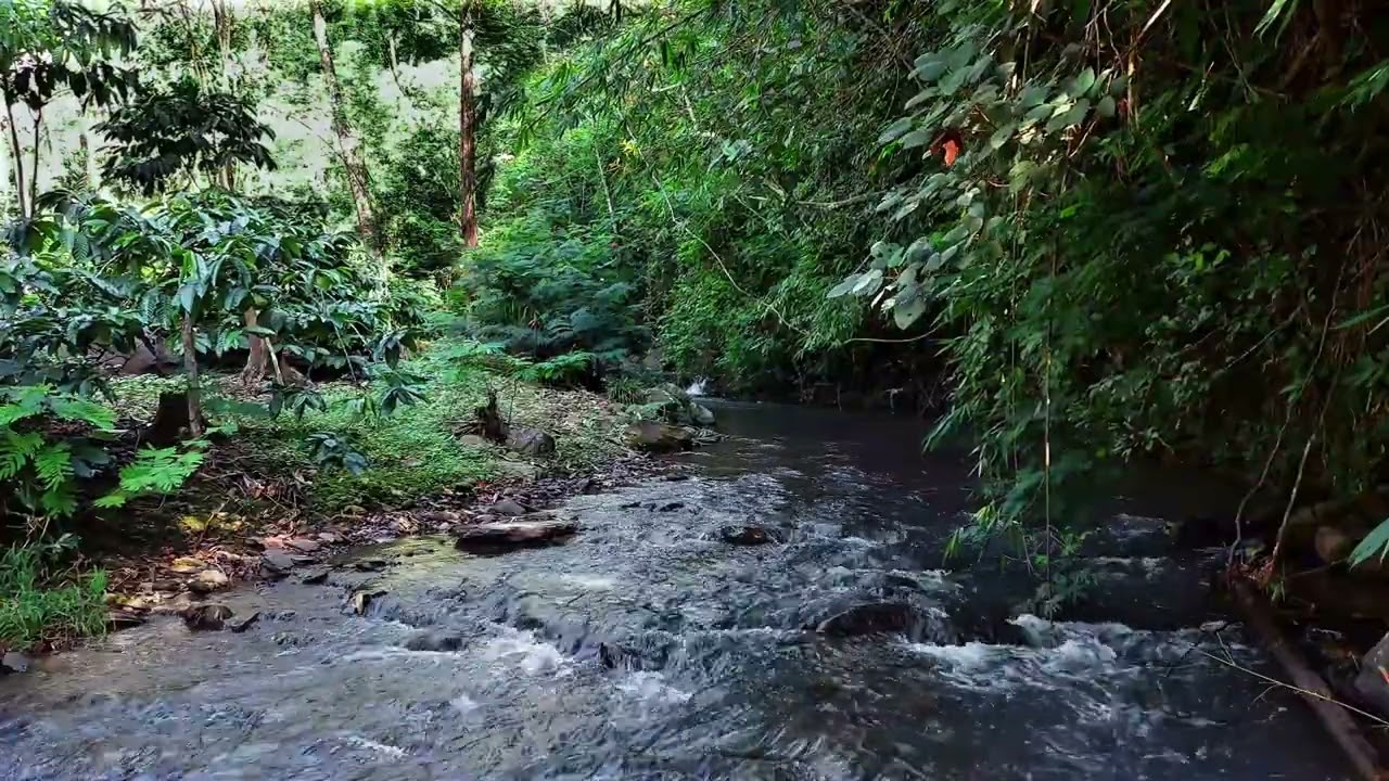 Calm Jungle Stream Flow for Studying and Stress Relief