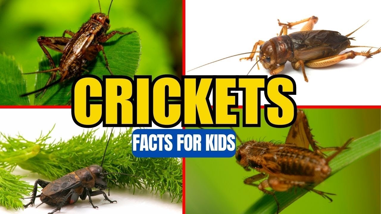 All About Crickets - Insect Facts for Kids