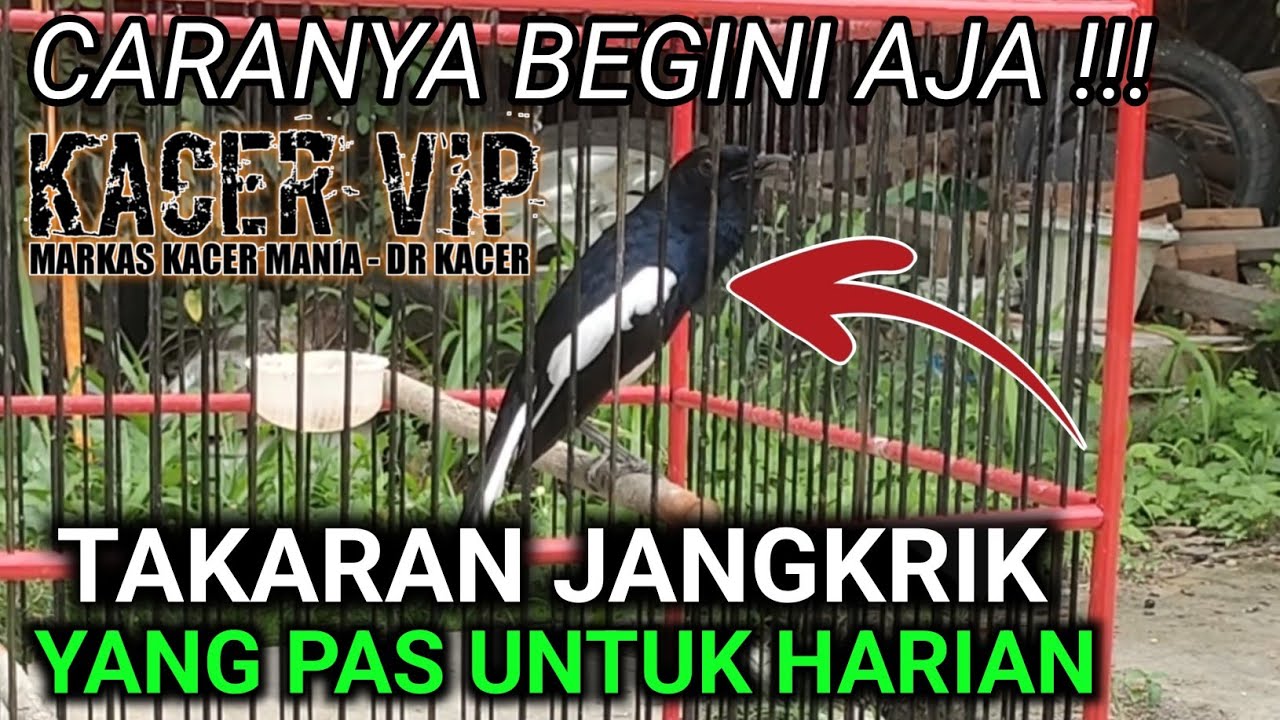 CARA MUDAH MENAKAR JANGKRIK UNTUK BURUNG KACER | KACER GACOR BONGKAR MATERI