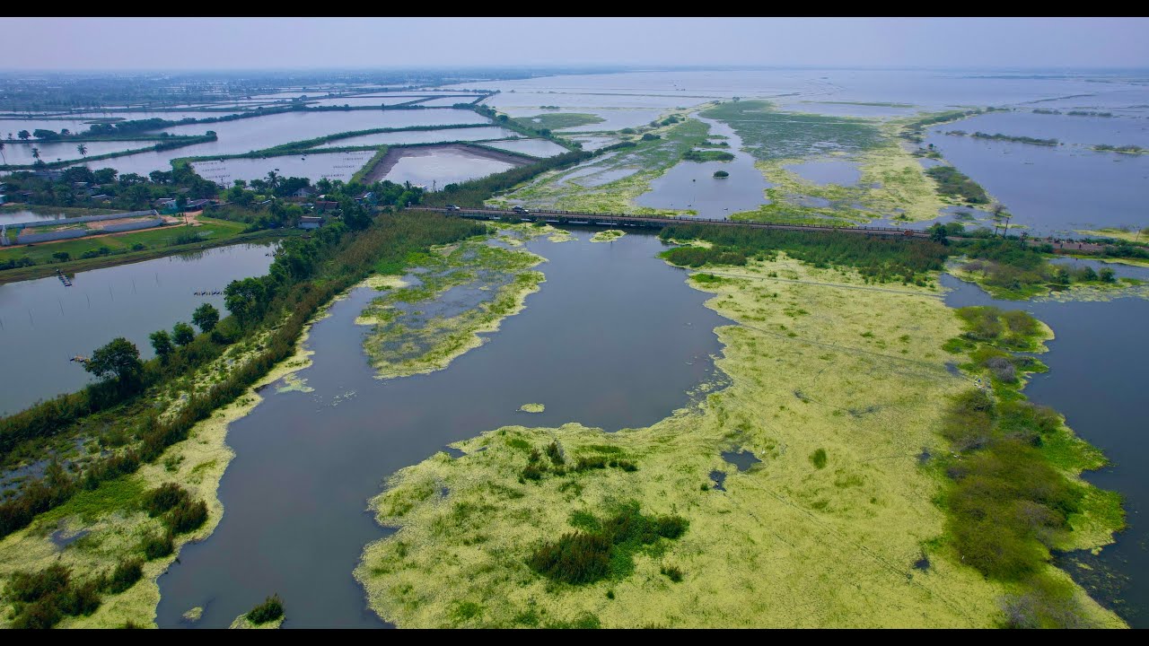 Kolleru Lake, Aerial View in 4K. Kolleru, Eluru, Andhra Pradesh
