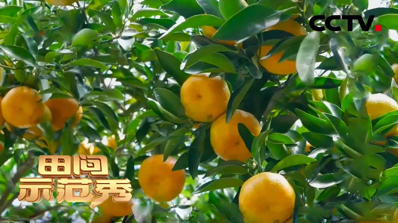 矮化果树也能增收？专家：合理剪枝+有效施肥 让芦柑个头大起来！ | CCTV「田间示范秀」20210204