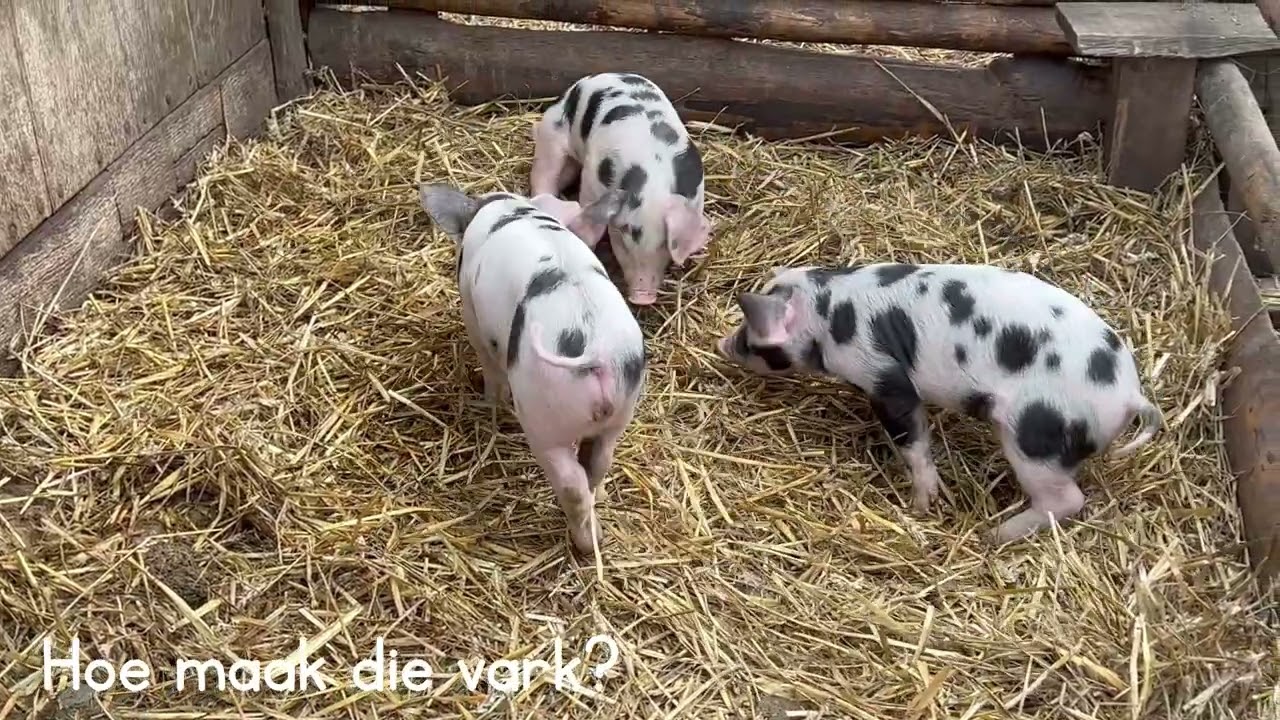 Maak die Plaasdiere se Geluide! 🐮🐔🐑