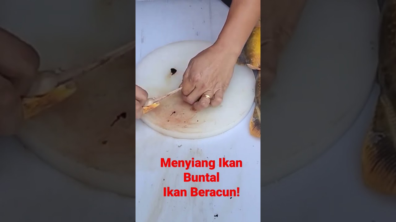 #ikanbuntal #ikanberacun #makananekstrim