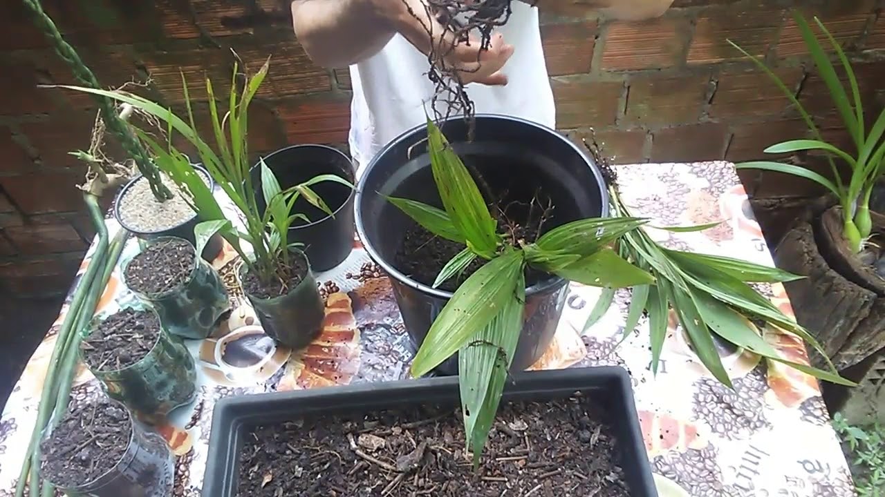 Reproduçao cuidados e plantio orquidea grapete