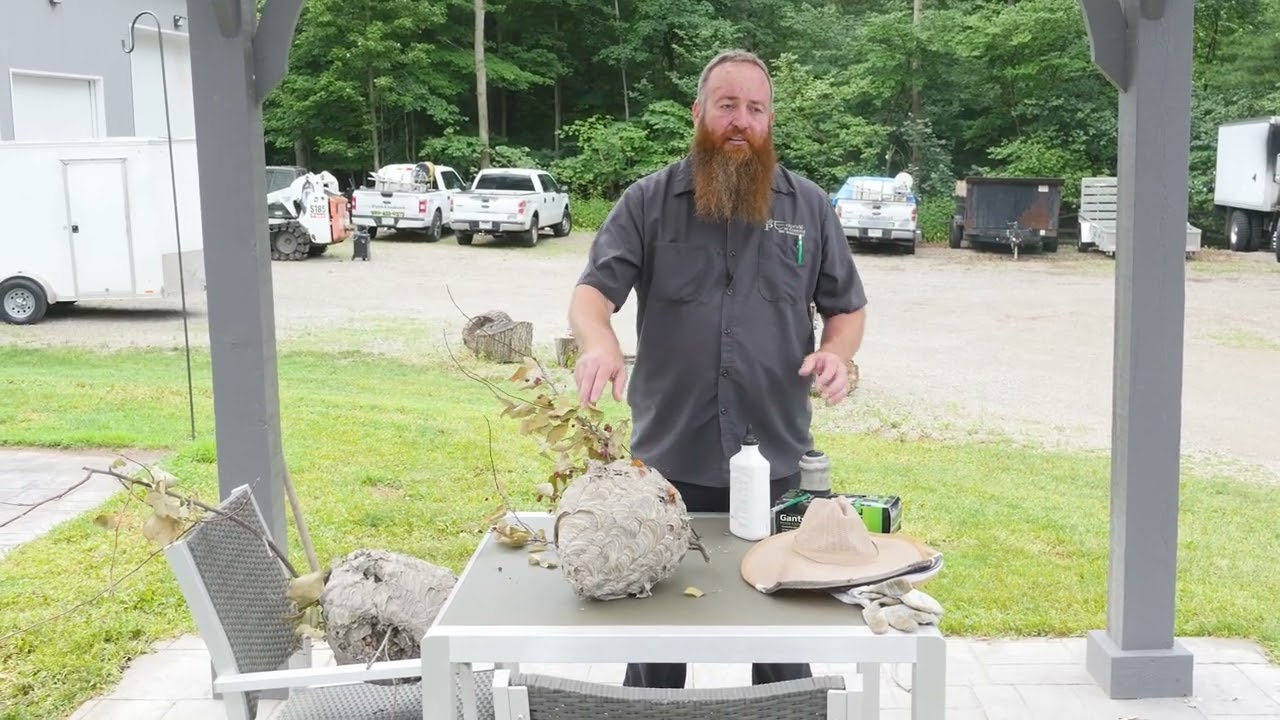 Why It’s Important to Remove Wasp & Hornet Nests | Erdye’s Pest Control