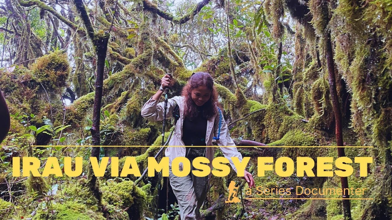 Hiking Mount Irau via mossy forest || The Highest Mountain In Cameron Highlands