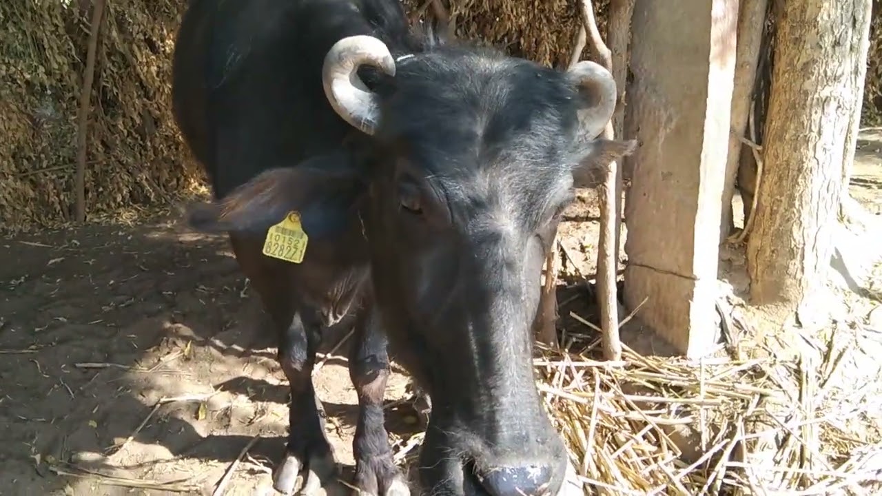 Buffalo saund Village deshi buffalo 🦬#buffallo #baffalo #animals