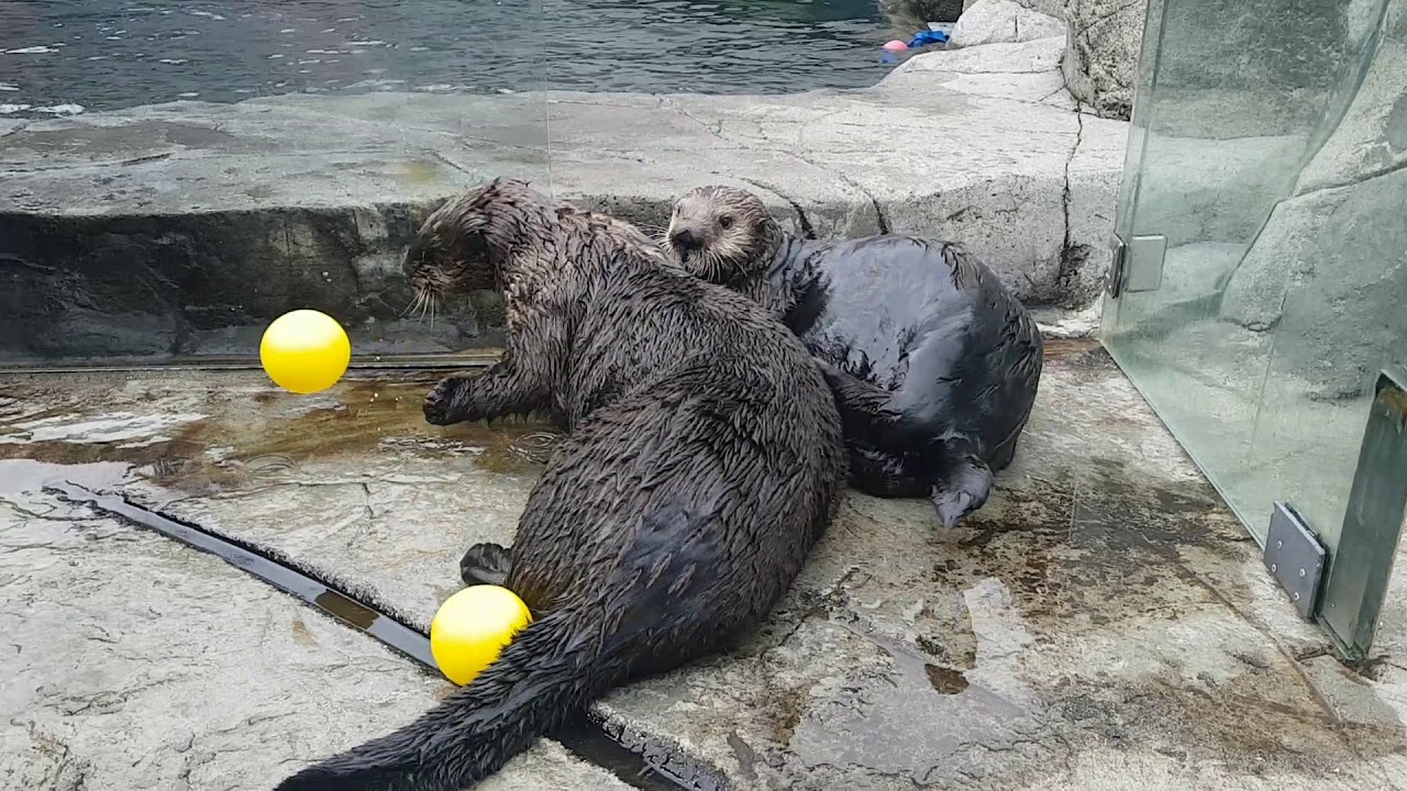 Pupdate: what's new with the 7 rescued otters at 