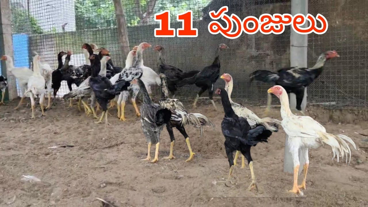 #KVR BREEDES#6303570468#peru cross chicks#rich watam chicks#patta punju#birds#chicken#viral