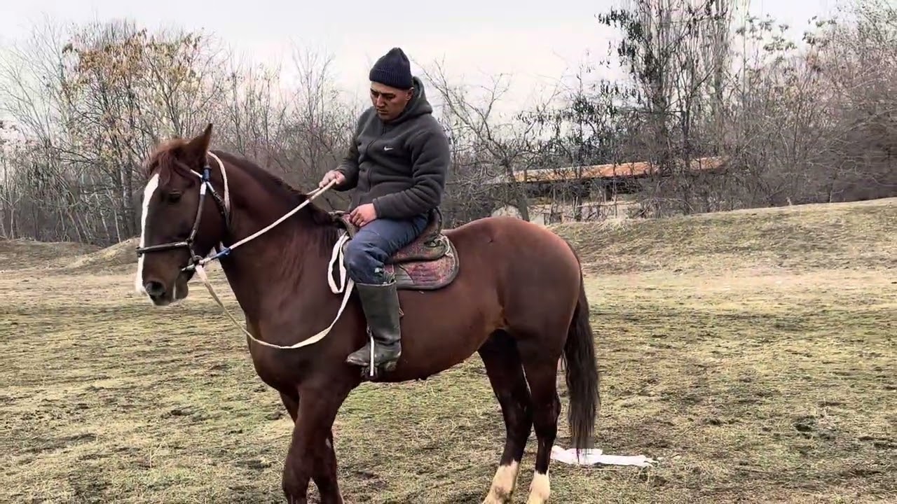 Ленин-Жолдо чон ат сатыка чыкты 0778055557.  09.02.26