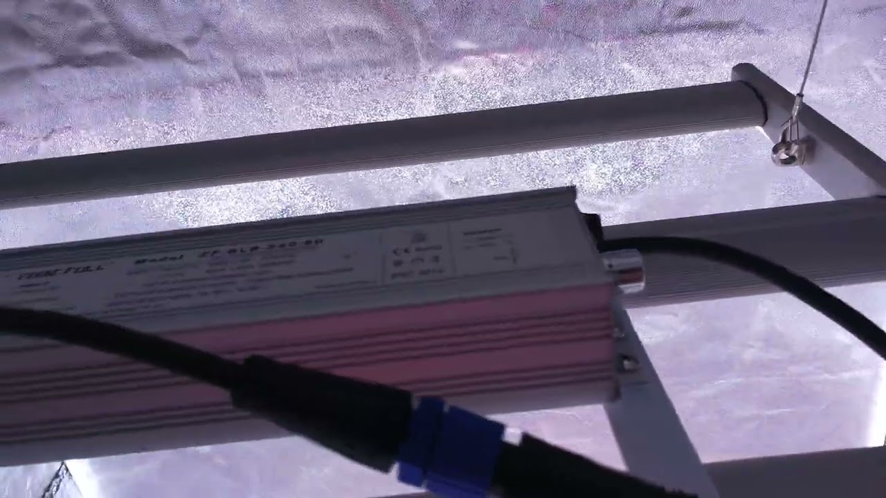 RikoLite 240w LED Grow Light in Grow Tent 3'x3'