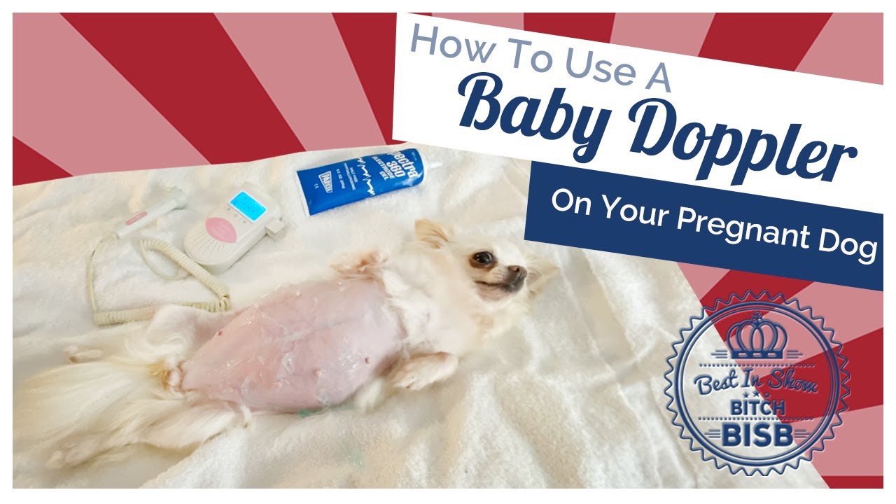 Разведение и щенение собак: как использовать допплер для беременной собаки