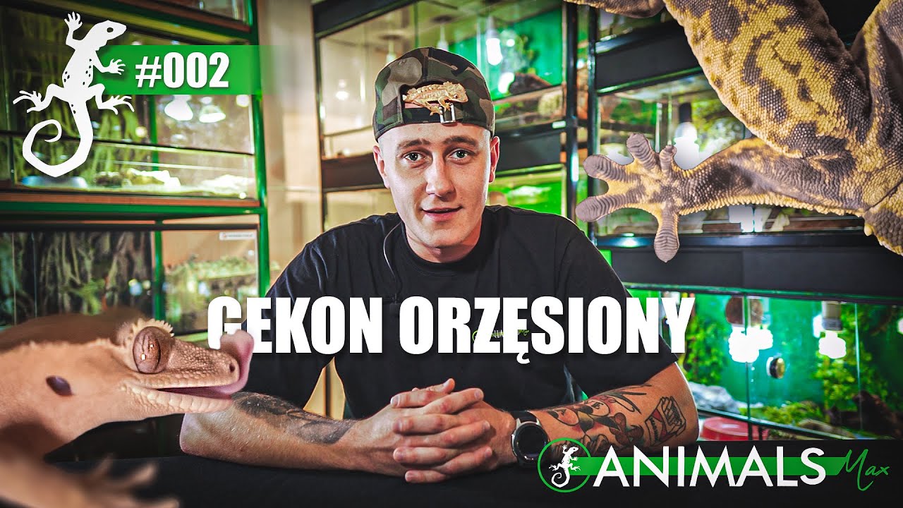Gekon orzęsiony (Correlophus ciliatus) w pigułce | Opis hodowli