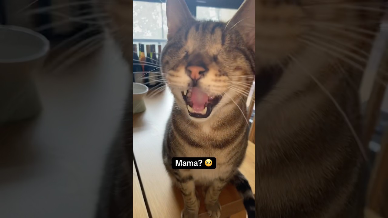 Blind cat cries for his mama 💔