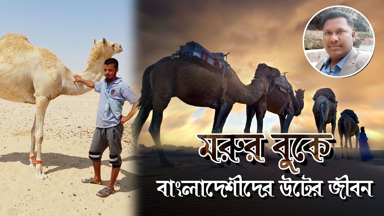 মরুর বুকে বাংলাদেশীদের উটের জীবন I  Kazi Shamim I Qatar Desert I Mostofa Feroz I Voicebangla Probash