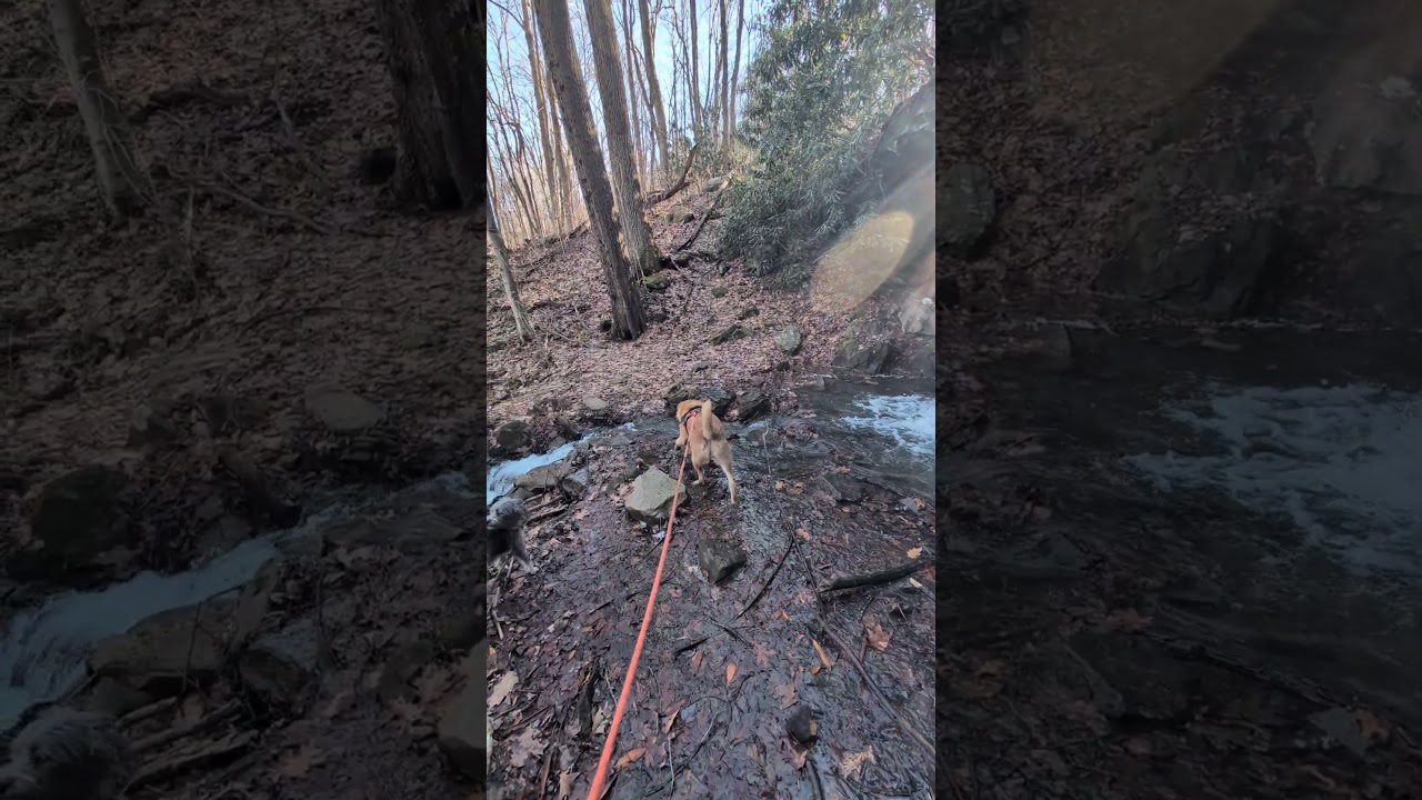 Giant Dog vs. 5ft Tall ICE CYCLES! ❄️🐕 #shorts #dogshorts
