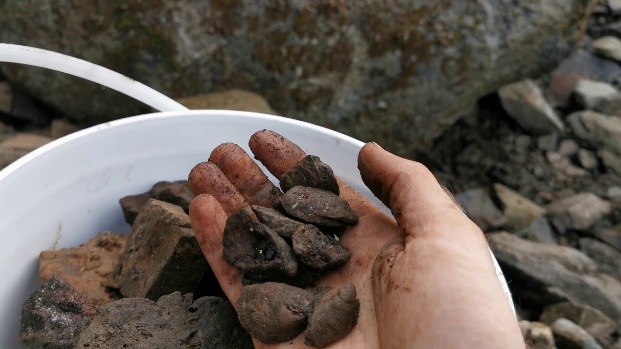 Clam Fossils Site 1 || Harrison Lake, British Columbia || Rockhounding